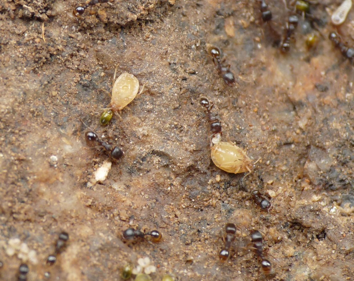 Altri afidi ( Fam.  Aphididae)  presso formiche Tetramorium